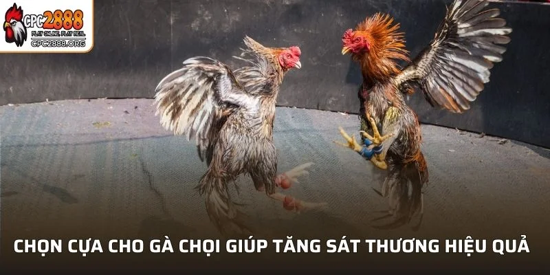 Cách Chọn Cựa Cho Gà Chọi