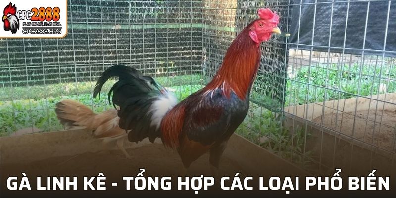 Gà Linh Kê